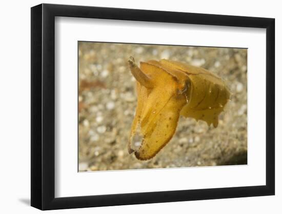 Broadclub Cuttlefish-Hal Beral-Framed Photographic Print