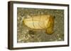 Broadclub Cuttlefish-Hal Beral-Framed Photographic Print