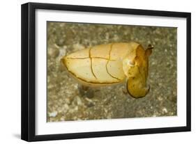 Broadclub Cuttlefish-Hal Beral-Framed Photographic Print