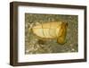 Broadclub Cuttlefish-Hal Beral-Framed Photographic Print