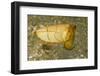 Broadclub Cuttlefish-Hal Beral-Framed Photographic Print