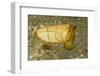 Broadclub Cuttlefish-Hal Beral-Framed Photographic Print