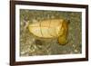 Broadclub Cuttlefish-Hal Beral-Framed Photographic Print