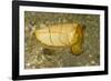 Broadclub Cuttlefish-Hal Beral-Framed Photographic Print