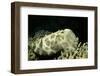 Broadclub Cuttlefish-Hal Beral-Framed Photographic Print