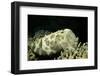 Broadclub Cuttlefish-Hal Beral-Framed Photographic Print