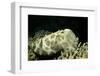 Broadclub Cuttlefish-Hal Beral-Framed Photographic Print