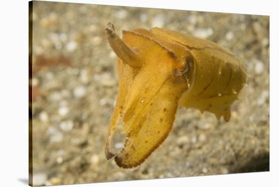 Broadclub Cuttlefish-Hal Beral-Stretched Canvas