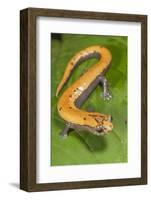 Broadfoot mushroomtongue salamander, Mexico-Claudio Contreras-Framed Photographic Print