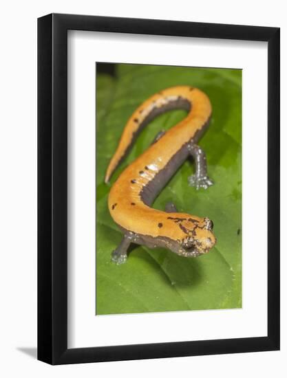 Broadfoot mushroomtongue salamander, Mexico-Claudio Contreras-Framed Photographic Print