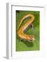 Broadfoot mushroomtongue salamander, Mexico-Claudio Contreras-Framed Photographic Print