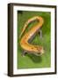 Broadfoot mushroomtongue salamander, Mexico-Claudio Contreras-Framed Photographic Print