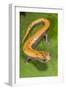 Broadfoot mushroomtongue salamander, Mexico-Claudio Contreras-Framed Photographic Print