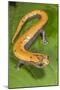 Broadfoot mushroomtongue salamander, Mexico-Claudio Contreras-Mounted Photographic Print