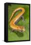 Broadfoot mushroomtongue salamander, Mexico-Claudio Contreras-Framed Stretched Canvas