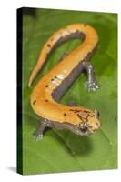 Broadfoot mushroomtongue salamander, Mexico-Claudio Contreras-Stretched Canvas