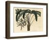 Broadleaf Lady Palm, Rhapis Excelsa (Male Dwarf Ground Ratan, Rhapis Flabelliformis Mas-Sydenham Teast Edwards-Framed Giclee Print