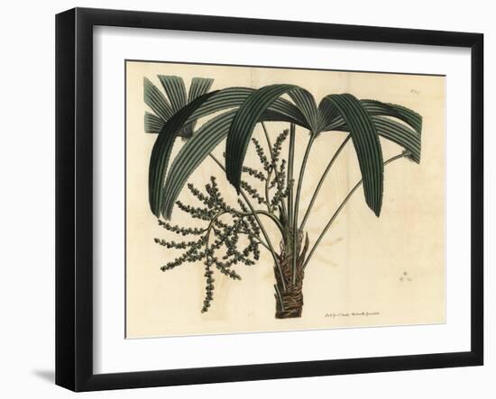 Broadleaf Lady Palm, Rhapis Excelsa (Male Dwarf Ground Ratan, Rhapis Flabelliformis Mas-Sydenham Teast Edwards-Framed Giclee Print