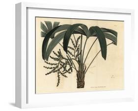 Broadleaf Lady Palm, Rhapis Excelsa (Male Dwarf Ground Ratan, Rhapis Flabelliformis Mas-Sydenham Teast Edwards-Framed Giclee Print
