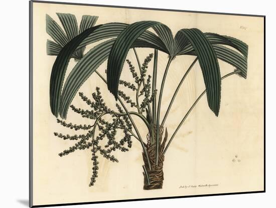 Broadleaf Lady Palm, Rhapis Excelsa (Male Dwarf Ground Ratan, Rhapis Flabelliformis Mas-Sydenham Teast Edwards-Mounted Giclee Print