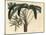 Broadleaf Lady Palm, Rhapis Excelsa (Male Dwarf Ground Ratan, Rhapis Flabelliformis Mas-Sydenham Teast Edwards-Mounted Giclee Print