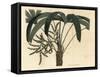 Broadleaf Lady Palm, Rhapis Excelsa (Male Dwarf Ground Ratan, Rhapis Flabelliformis Mas-Sydenham Teast Edwards-Framed Stretched Canvas