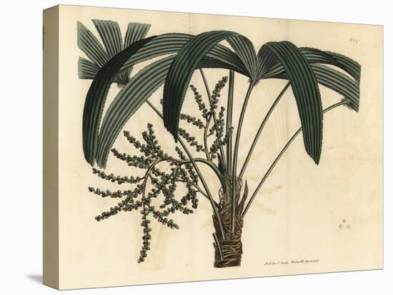 Broadleaf Lady Palm, Rhapis Excelsa (Male Dwarf Ground Ratan, Rhapis Flabelliformis Mas-Sydenham Teast Edwards-Stretched Canvas