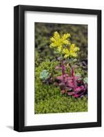 Broadleaf stonecrop, Olympic National Park, Washington State-Adam Jones-Framed Photographic Print