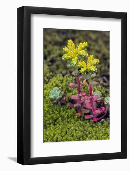 Broadleaf stonecrop, Olympic National Park, Washington State-Adam Jones-Framed Photographic Print