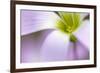 broadleaf woodsorrel in flower, mexico-claudio contreras-Framed Photographic Print