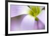 broadleaf woodsorrel in flower, mexico-claudio contreras-Framed Photographic Print