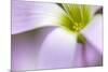 broadleaf woodsorrel in flower, mexico-claudio contreras-Mounted Photographic Print