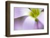 broadleaf woodsorrel in flower, mexico-claudio contreras-Framed Photographic Print