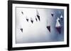 Broads Regatta, Island Yachts - Awash-Ben Wood-Framed Giclee Print