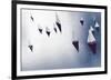 Broads Regatta, Island Yachts - Awash-Ben Wood-Framed Giclee Print