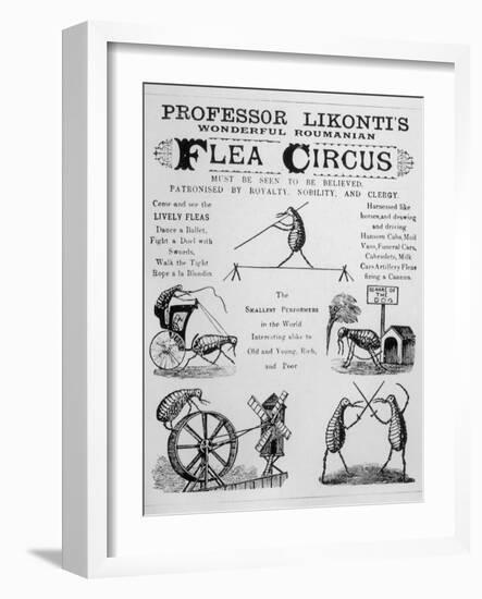 Broadsheet Advertising Professor Likonti's Romanian Flea Circus During Visit to London-null-Framed Photographic Print