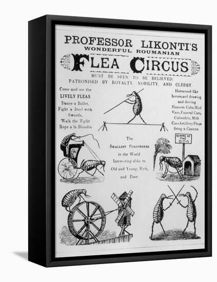 Broadsheet Advertising Professor Likonti's Romanian Flea Circus During Visit to London-null-Framed Stretched Canvas