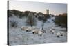 Broadway Tower and Sheep in Morning Frost, Broadway, Cotswolds, Worcestershire, England, UK-Stuart Black-Stretched Canvas
