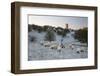 Broadway Tower and Sheep in Morning Frost, Broadway, Cotswolds, Worcestershire, England, UK-Stuart Black-Framed Photographic Print