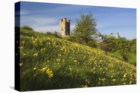 Broadway Tower with Cowslips, Broadway, Worcestershire, England, United Kingdom, Europe-Stuart Black-Stretched Canvas