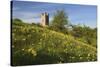 Broadway Tower with Cowslips, Broadway, Worcestershire, England, United Kingdom, Europe-Stuart Black-Stretched Canvas