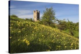 Broadway Tower with Cowslips, Broadway, Worcestershire, England, United Kingdom, Europe-Stuart Black-Stretched Canvas