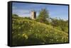 Broadway Tower with Cowslips, Broadway, Worcestershire, England, United Kingdom, Europe-Stuart Black-Framed Stretched Canvas