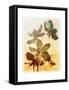 Brocade Garden III-James Burghardt-Framed Stretched Canvas