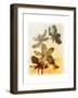 Brocade Garden III-James Burghardt-Framed Art Print