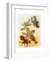 Brocade Garden III-James Burghardt-Framed Art Print