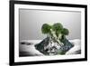 Broccoli FreshSplash-Steve Gadomski-Framed Photographic Print