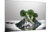 Broccoli FreshSplash-Steve Gadomski-Mounted Photographic Print