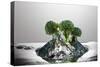 Broccoli FreshSplash-Steve Gadomski-Stretched Canvas