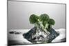 Broccoli FreshSplash-Steve Gadomski-Mounted Photographic Print